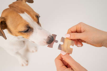 A loyal dog holds a piece of the puzzle, and the owner holds the second. Jack russell terrier and a woman form a single whole.の写真素材