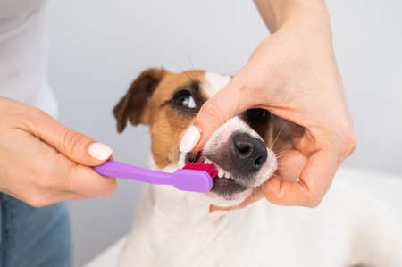 Woman brushing her dog jack russell terrier teeth on white background.の写真素材
