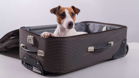 Jack Russell Terrier sits in a suitcase on a white background in anticipation of a vacation. The dog is going on a journey with the ownersの写真素材