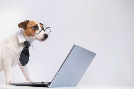 Smart dog jack russell terrier in a tie and glasses sits at a laptop on a white background.の写真素材