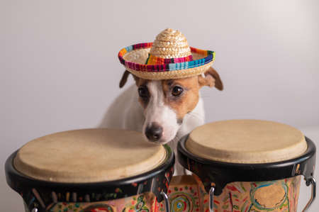 A funny dog in a sombrero plays mini bongo drums. Jack Russell Terrier in a straw hat next to a traditional ethnic percussion instrumentの写真素材