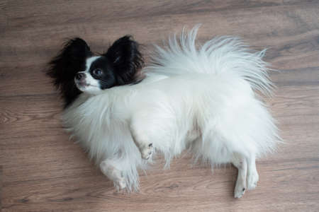 Funny shepherd dog on a dark wooden floor. Papillon dog butterflyの写真素材