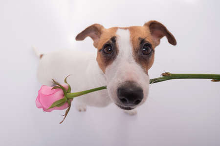 Top view of a funny dog with a pink rose in his mouth on a white background. Wide angle.の写真素材