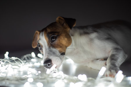 Jack russell terrier dog on a garland on christmas eveの写真素材