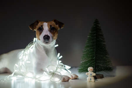 Jack russell terrier dog on a garland next to a small tabletop artificial tree on christmas eveの写真素材