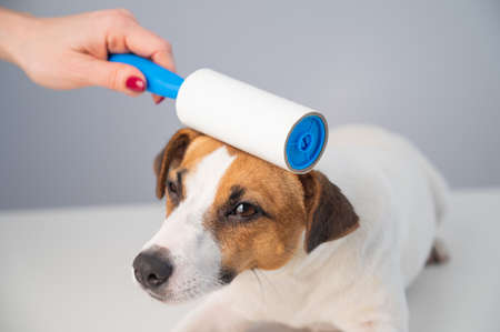 A woman uses a sticky roller to remove hair on a dogの写真素材