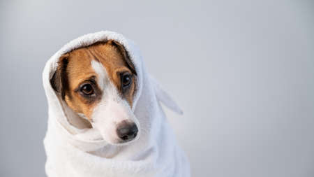 Portrait of a cute dog Jack Russell Terrier wrapped in a white terry towel on a white backgroundの写真素材