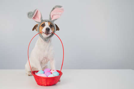 Cute jack russell terrier dog in a bunny rim next to holds a basket with painted easter eggs on a...