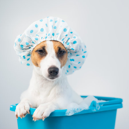 Funny friendly dog jack russell terrier takes a bath with foam in a shower cap on a white backgroundの写真素材