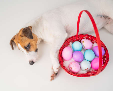 Top view of doggy jack russell terrier lying on a red basket with colorful eggs for easter on a white backgroundの写真素材