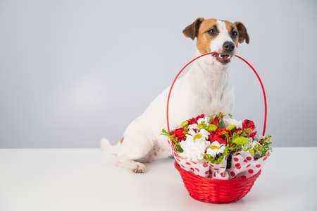 Portrait of doggy jack russell terrier holding a red basket with flowers on a white background. Copy spaceの写真素材