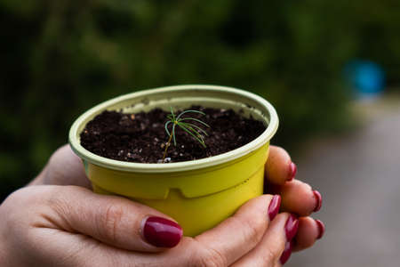 Close-up of womans hands with coniferous sprout. The woman is holding a pot with a small tree