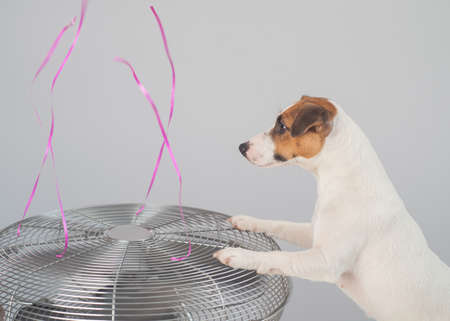 Jack russell terrier dog sits enjoying the cooling breeze from an electric fan on a white...