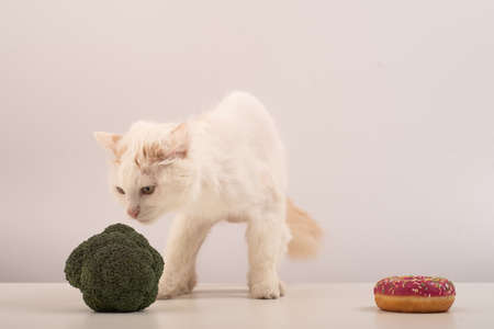 The cat chooses between correct and unhealthy food on a white background. Donut or broccoliの写真素材
