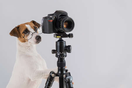 Dog jack russell terrier with glasses takes pictures on a camera on a tripod on a white backgroundの写真素材