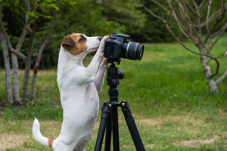 Dog jack russell terrier takes pictures on camera on a tripod outdoors.の写真素材