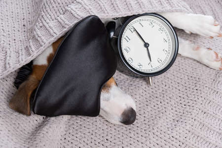 Dog jack russell terrier in a sleep mask sleeps in an embrace with an alarm clock under a gray...
