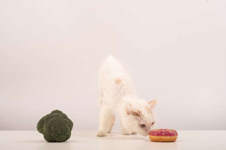 The cat chooses between correct and unhealthy food on a white background. Donut or broccoli
