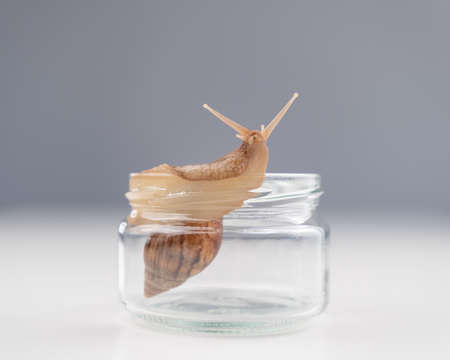 Close-up of a snail crawling on an empty glass jar on a white background. The use of shellfish in cosmetology.の写真素材