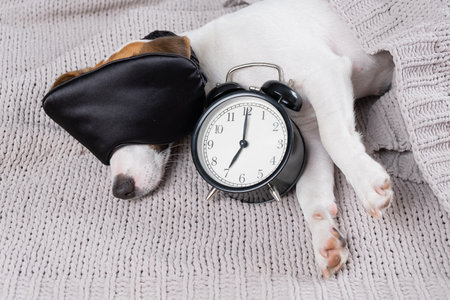 Dog jack russell terrier in a sleep mask sleeps in an embrace with an alarm clock under a gray blanket.の写真素材