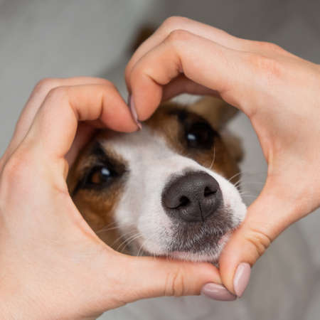 Jack russell terrier dog muzzle and female hands in the shape of a heart.の写真素材
