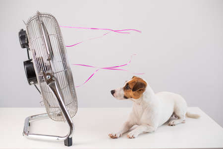 Jack russell terrier dog enjoying the cooling breeze from an electric fan on a white background.の写真素材