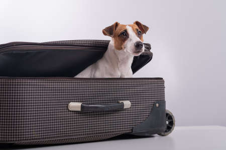 The dog is hiding in a suitcase on a white background. Jack Russell Terrier peeks out of his luggage bagの写真素材