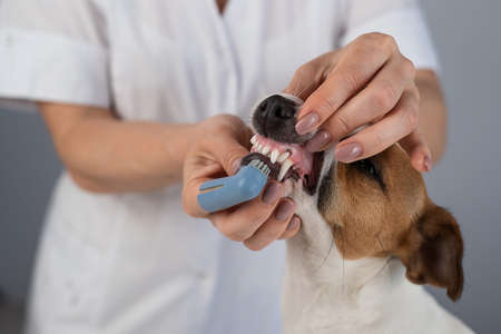Woman veterinarian brushes the teeth of the dog jack russell terrier with a special brush putting it on her finger.の写真素材