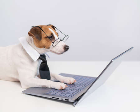 Smart dog jack russell terrier in a tie and glasses sits at a laptop on a white background.の写真素材
