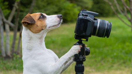 Dog jack russell terrier takes pictures on camera on a tripod outdoors.の写真素材