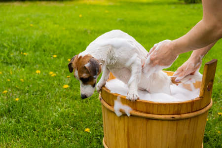 Woman washes her dog Jack Russell Terrier in a wooden tub outdoors. The hostess helps the pet to take a bath.の写真素材