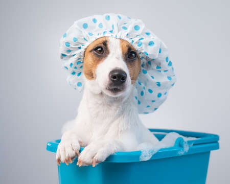 Funny friendly dog jack russell terrier takes a bath with foam in a shower cap on a white background. Copy spaceの写真素材