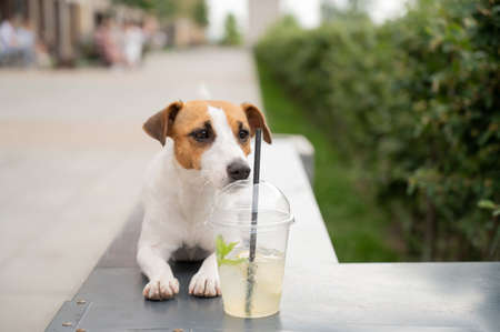 Jack russell terrier dog with a plastic glass of lemonadeの写真素材
