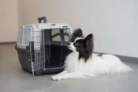 The papillon spaniel continental dog sits at the travel cageの写真素材