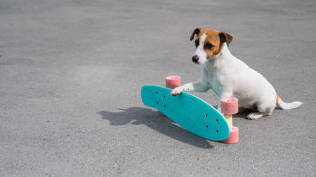 Jack russell terrier dog rides a penny board outdoors
