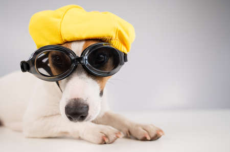 Portrait of jack russell terrier dog in diving goggles and pool cap on white background.の写真素材