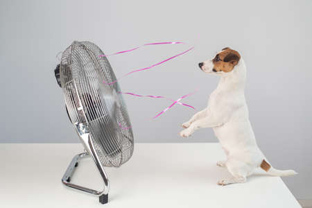 Jack russell terrier dog sits enjoying the cooling breeze from an electric fan on a white background.の写真素材