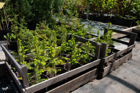 A row of pots with sprouts of coniferous trees. Agricultural store
