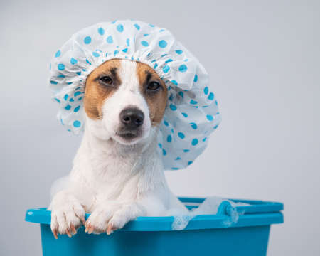 Funny friendly dog jack russell terrier takes a bath with foam in a shower cap on a white background. Copy spaceの写真素材