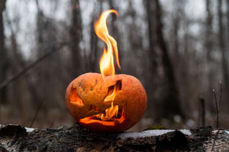 Scary pumpkin with tongues of flame in a dense forest. Jack o lantern for halloweenの写真素材
