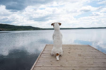 Sad dog jack russell terrier sits alone on the pier by the lake.の写真素材