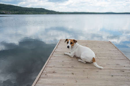 Sad dog jack russell terrier sits alone on the pier by the lake.の写真素材