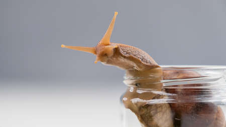 Close-up of a snail crawling on an empty glass jar on a white background. The use of shellfish in cosmetology.の写真素材