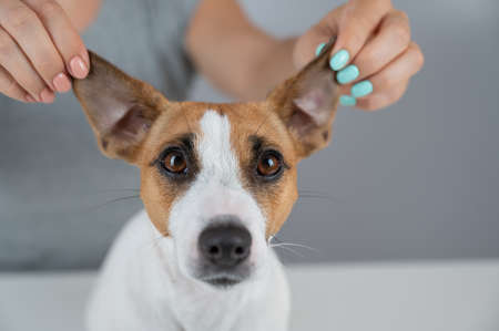 The woman holds the ears of the dog Jack Russell Terrier and pulls it in different directionsの写真素材