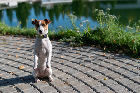 Lonely lost dog jack russell terrier stands by the lake in autumn.の写真素材