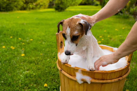 Woman washes her dog Jack Russell Terrier in a wooden tub outdoors. The hostess helps the pet to take a bath.の写真素材