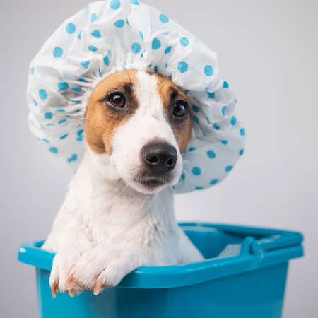 Funny friendly dog jack russell terrier takes a bath with foam in a shower cap on a white background. Copy spaceの写真素材