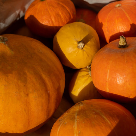Several ripe pumpkins for Halloween. Autumn harvest.