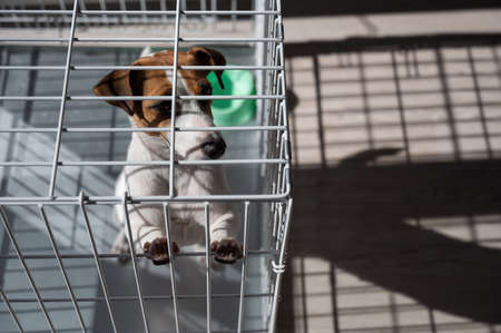 Sad dog Jack Russell Terrier sits in a cage and waits for food at an empty bowl