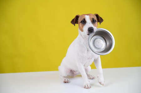 Hungry jack russell terrier holding an empty bowl on a yellow background. The dog asks for food.